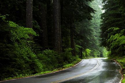 Oregon forests store record amounts of carbon - Friends of Trees