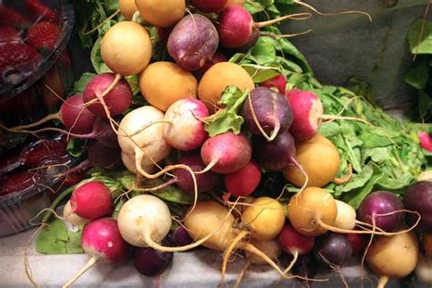 25 of the Best Radish Varieties to Grow at Home | Gardener’s Path