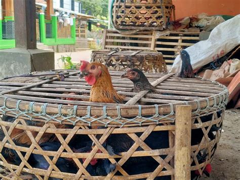 Traditional Indonesian of Chicken Coop with Bamboo Stock Photo - Image ...