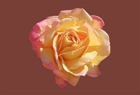 3840x2160 wallpaper | yellow and pink rose | Peakpx