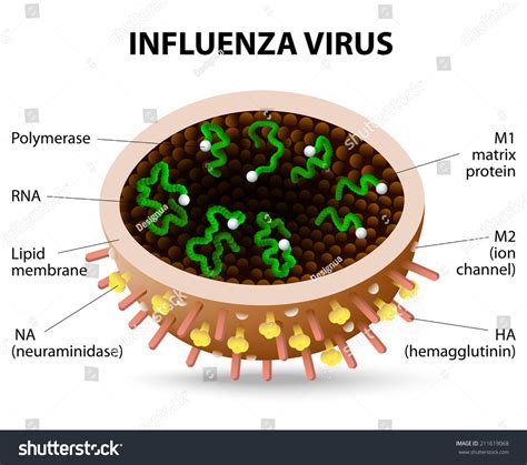 Structure Influenza Virus Virion Vector Diagram Stock Vector 211619068 - Shutterstock