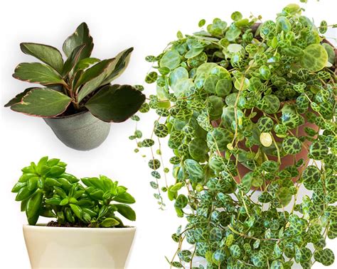 Peperomia Varieties with Photos - Types of Radiator Plants - My Little ...