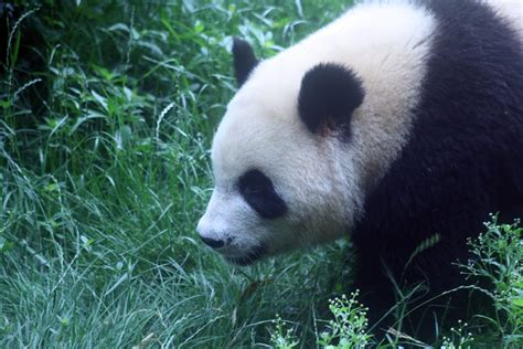 Phil's travels: Chengdu, China - Giant Panda Sanctuary