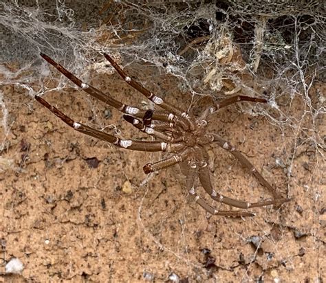 Spider at work now has a new exoskeleton! Molting is complete : r/natureismetal