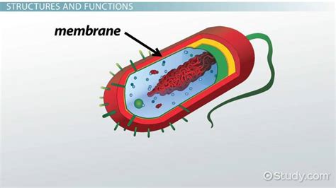 Bacteria Cell Wall & Cell Membrane | Overview & Function - Lesson | Study.com