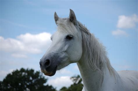 Connemara | Connemara pony, Pony, Connemara