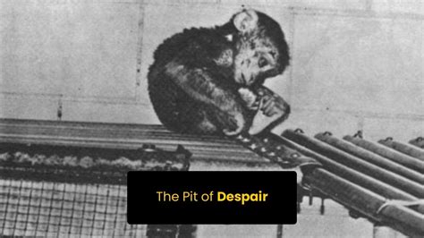 The Pit of Despair | Harry Harlow Monkey experiment | Harlow rhesus ...