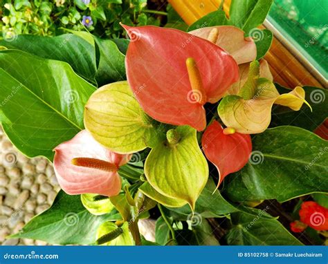 Pink Spadix Flower Stock Photos - Royalty Free Pictures