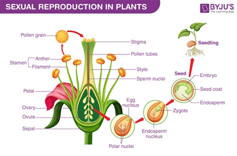 Reproduction - Different Modes of Plant Reproduction | BYJU'S