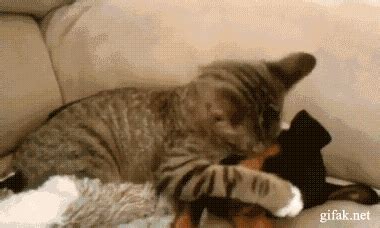 Dog And Cat GIFs - Find & Share on GIPHY