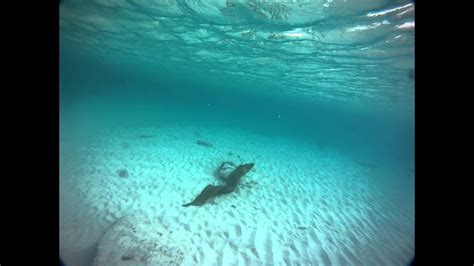 Green Moray eel attack, Grand Cayman - YouTube