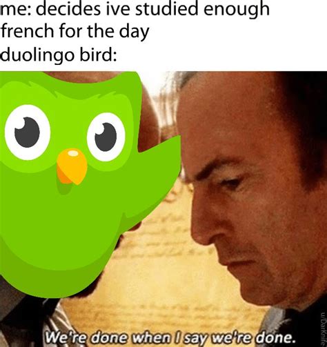 26 Duolingo Memes That'll Strike Fear In Your Heart | Duolingo memes, Duolingo bird, Funny memes