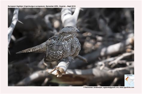 european-nightjar-detail – Ogaclicks