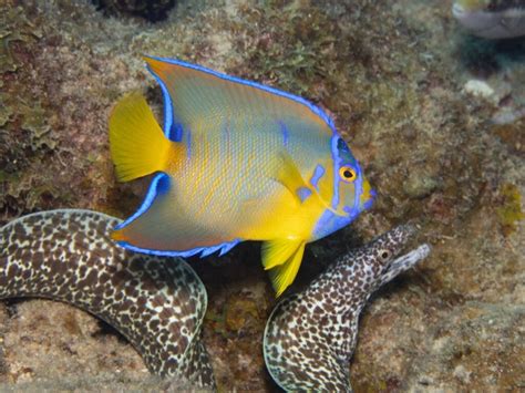 Queen angelfish: habitat and characteristics