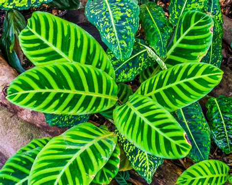 How to Care for Calathea Zebrina - Tips & Plant Photos - My Little Jungle