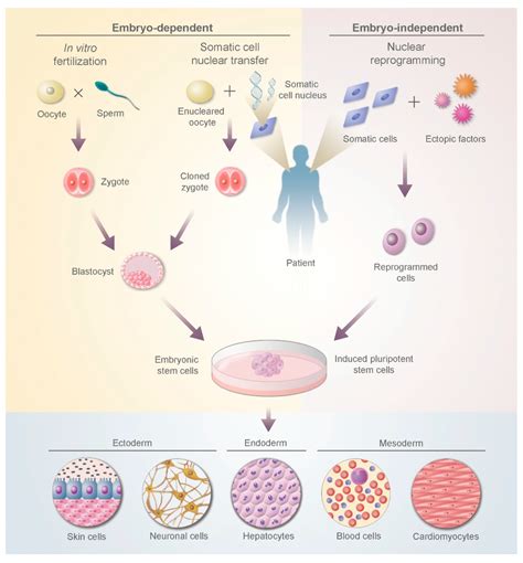 Biomedicines | Free Full-Text | Stem Cell Therapies for Treatment of Liver Disease | HTML