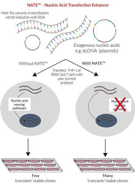 plasmid dna transfection protocol