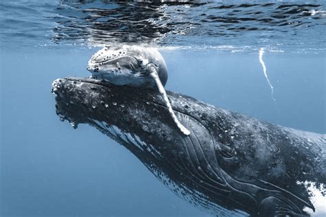 Touching Photos Show Mother Humpback Whale Helping Her New Baby to ...