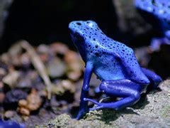 Blue Poison Dart Frog Facts: Lesson for Kids | Study.com