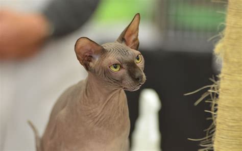 The 'XL Bully cat' is the latest internet-famous cat to stoke selective breeding concerns | RNZ News