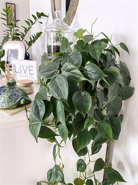 Heartleaf Philodendron | Caring For One of The Easiest Houseplants - My ...