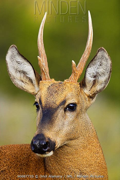 Minden Pictures - Chilean huemul or South Andean deer (Hippocamelus bisulcus), Torres del Paine ...