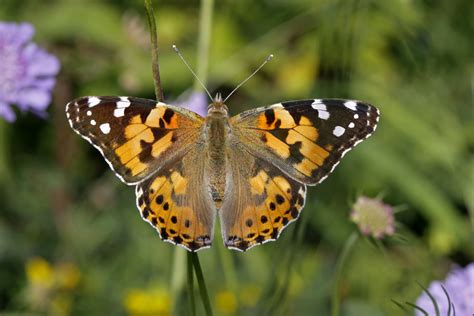 Extremely rare butterflies spotted in UK for the first time in a decade