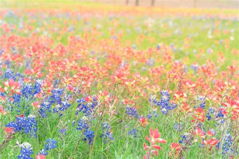 Texas Bluebonnet And Indian Paintbrush Blossom In Ennis, Texas, Stock Photo - Image of blue ...