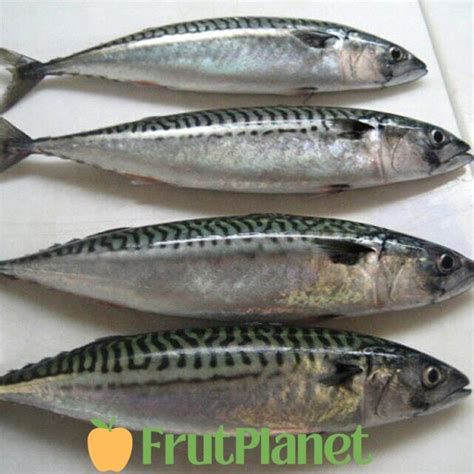 Buy Kingfish Online From Leading Exporters | FrutPlanet