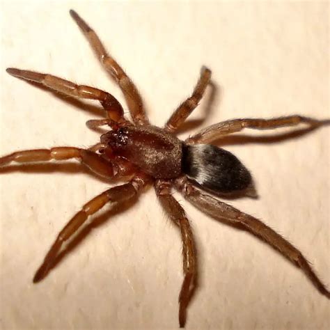 Scotophaeus Blackwalli - Mouse Spider - USA Spiders