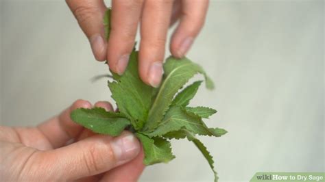 5 Ways to Dry Sage - wikiHow