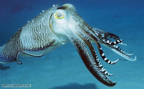 Cuttlefish - Alchetron, The Free Social Encyclopedia