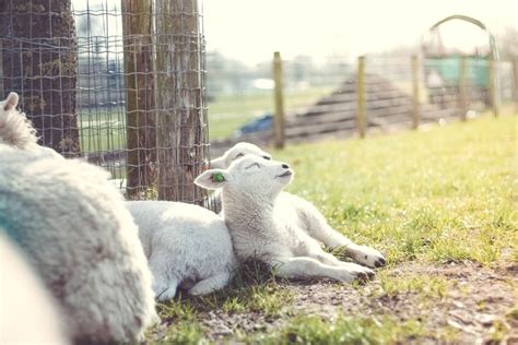 Everything You Need to Know About Fencing for Sheep — J&R Pierce Family Farm