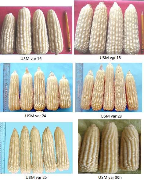 USM-developed and newly approved NSIC maize varieties resistant to ...