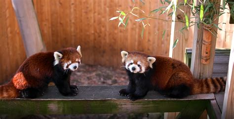 Red Panda - Roger Williams Park Zoo