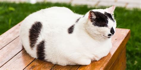 Why Do Cats Sit Like a Loaf? (Position & Meaning) - Cats.com