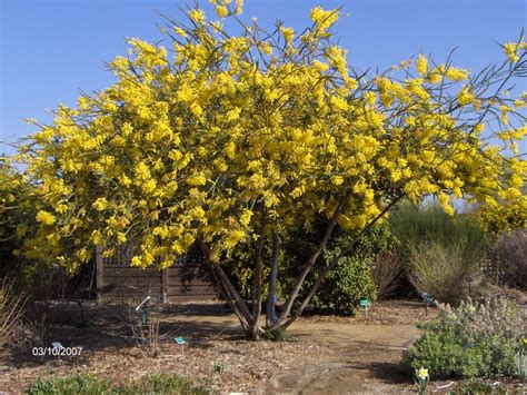 Flowering trees, Backyard plants, Backyard trees