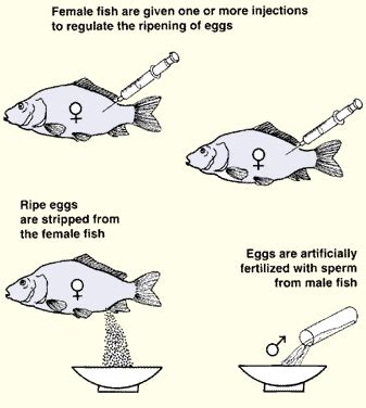 MANAGEMENT for freshwater fish culture