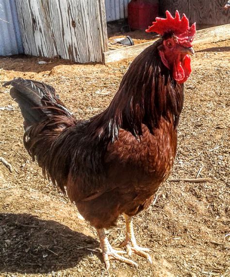 Rhode Island Red Chicken Breed Facts - Chicken Heaven On Earth