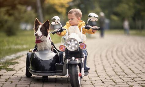 The Best Motorcycle Dog Carrier That Will Make Travelling With Your Pets Easier: Ranked and ...