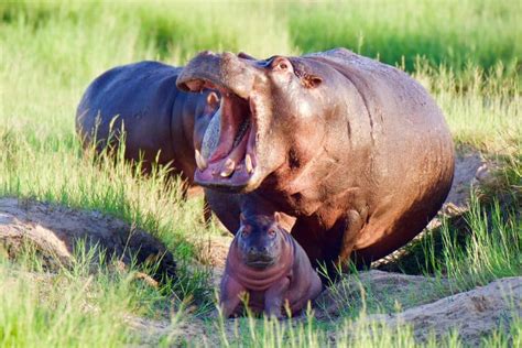 Baby Hippo Facts: Africa’s Common & Pygmy River Horse Babies