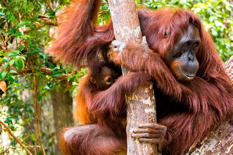 A Visit to the Orangutans of Tanjung Puting, Borneo