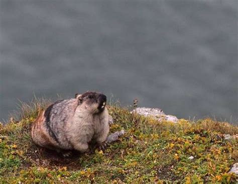 ESPERANZA DE VIDA DE LOS ALASKA MARMOT