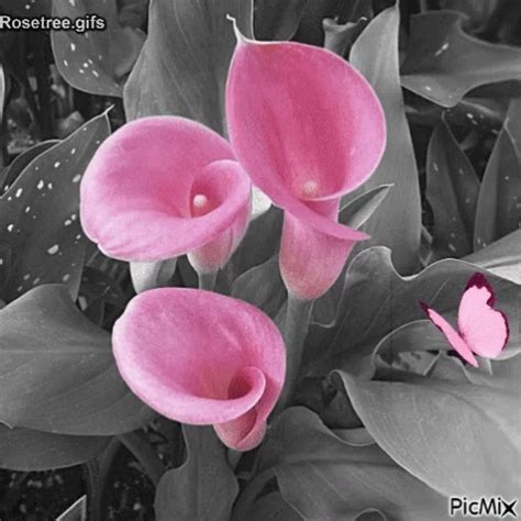 Pink Flowers GIF - Pink Flowers Butterfly - Discover & Share GIFs