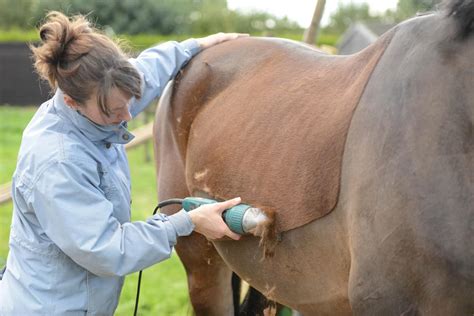 16 top clipping tips - Horse and Rider Horse and Rider