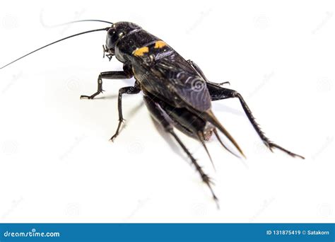 Common Black Cricket Isolated Insect on White Background Stock Image - Image of black, close ...