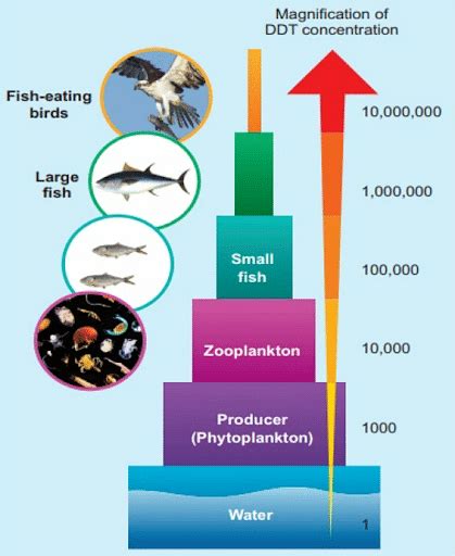 Differences between Biomagnification and Bioaccumulation