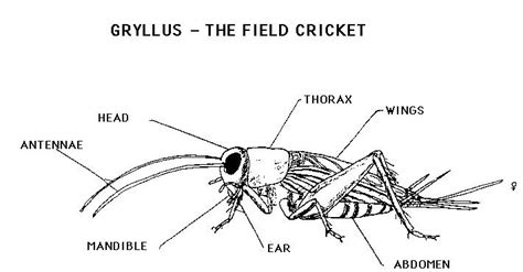 Scientific Cricket Drawing