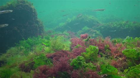 Photosynthesis in the sea, underwater landscape, fish Atherina pontica. Green, red and brown ...