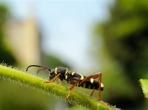 Gardeners urged to help beetles | The Wildlife Trusts